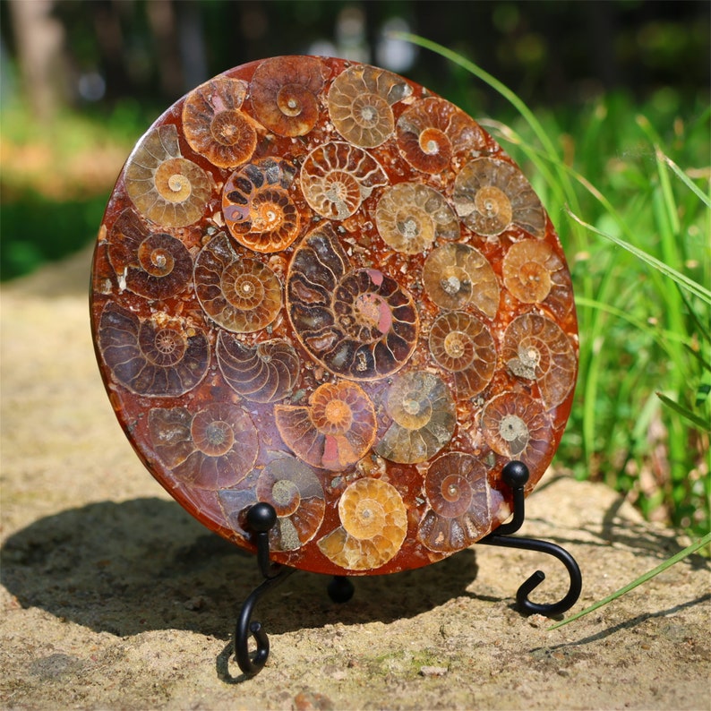 4.3inches Natural Ammonite Fossil shell Disk,Conch Home Decor，Ammonite Disk，Spiral shell Fossil，Fossil specimens，Reiki healing +free stand