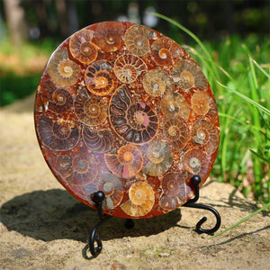 4.3inches Natural Ammonite Fossil shell Disk,Conch Home Decor，Ammonite Disk，Spiral shell Fossil，Fossil specimens，Reiki healing +free stand