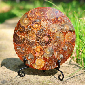 4.3inches Natural Ammonite Fossil shell Disk,Conch Home Decor，Ammonite Disk，Spiral shell Fossil，Fossil specimens，Reiki healing +free stand