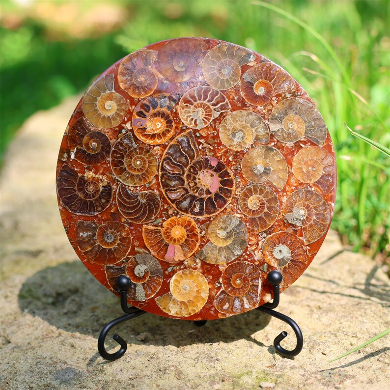 4.3inches Natural Ammonite Fossil shell Disk,Conch Home Decor，Ammonite Disk，Spiral shell Fossil，Fossil specimens，Reiki healing +free stand