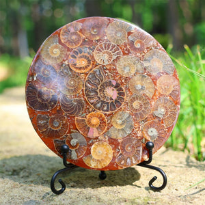 4.3inches Natural Ammonite Fossil shell Disk,Conch Home Decor，Ammonite Disk，Spiral shell Fossil，Fossil specimens，Reiki healing +free stand