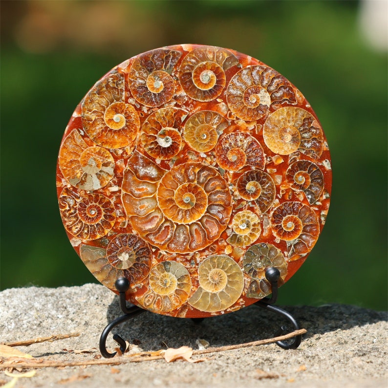 4.3inches Natural Ammonite Fossil shell Disk,Conch Home Decor，Ammonite Disk，Spiral shell Fossil，Fossil specimens，Reiki healing +free stand