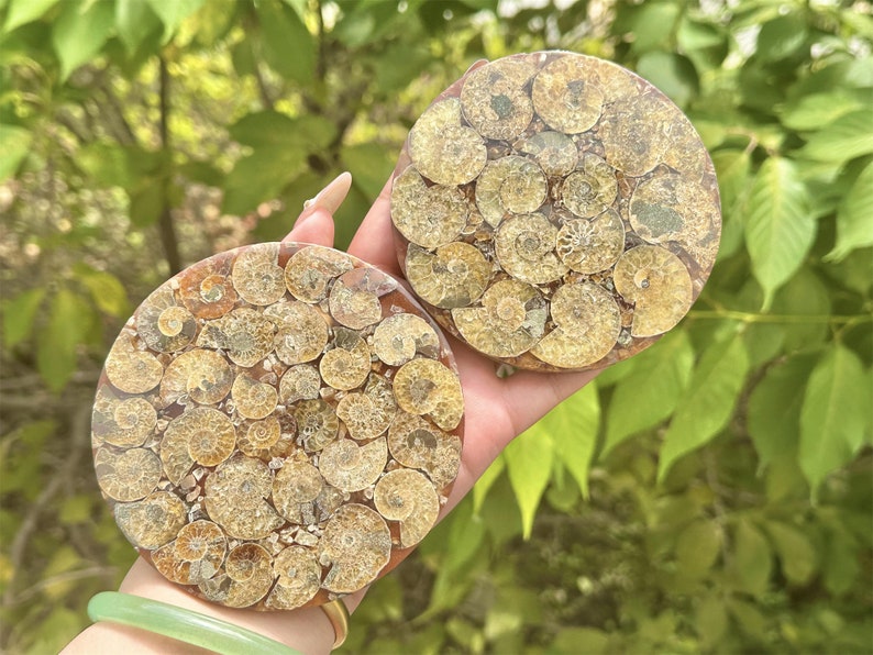 100g+ Natural Ammonite Fossil shell Plate Disk +Free Stand，Conch，Home Decor，Ornaments，Spiral shell Fossil，Fossil specimens，Reiki healing 1PC