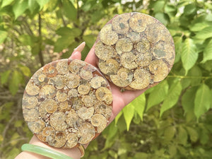 100g+ Natural Ammonite Fossil shell Plate Disk +Free Stand，Conch，Home Decor，Ornaments，Spiral shell Fossil，Fossil specimens，Reiki healing 1PC
