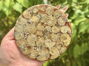 100g+ Natural Ammonite Fossil shell Plate Disk +Free Stand，Conch，Home Decor，Ornaments，Spiral shell Fossil，Fossil specimens，Reiki healing 1PC