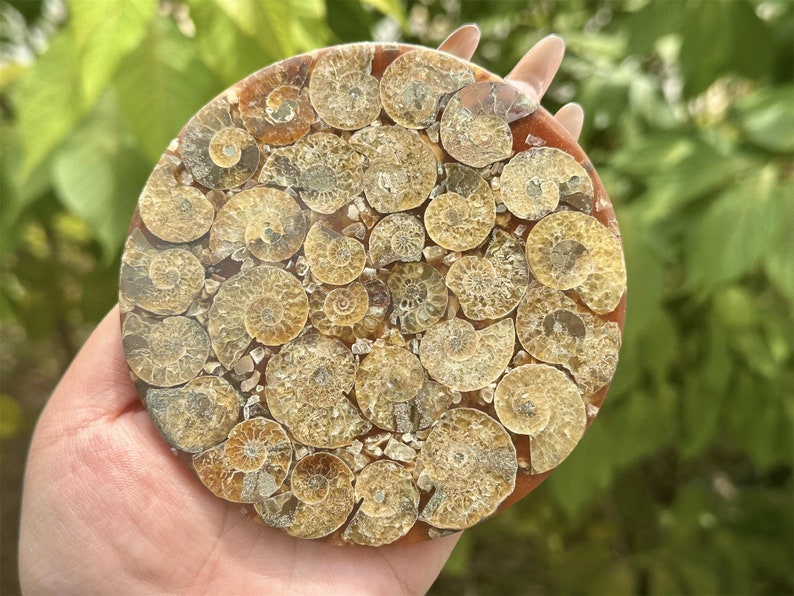 100g+ Natural Ammonite Fossil shell Plate Disk +Free Stand，Conch，Home Decor，Ornaments，Spiral shell Fossil，Fossil specimens，Reiki healing 1PC