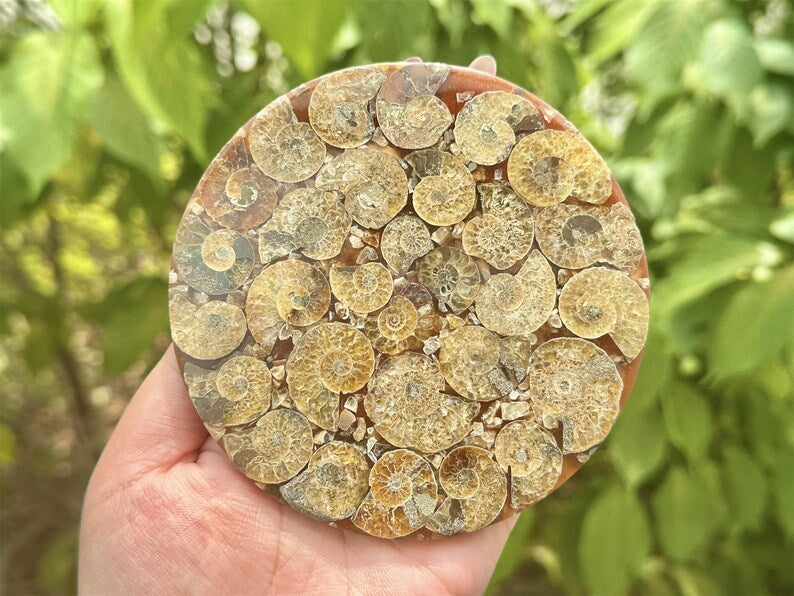100g+ Natural Ammonite Fossil shell Plate Disk +Free Stand，Conch，Home Decor，Ornaments，Spiral shell Fossil，Fossil specimens，Reiki healing 1PC