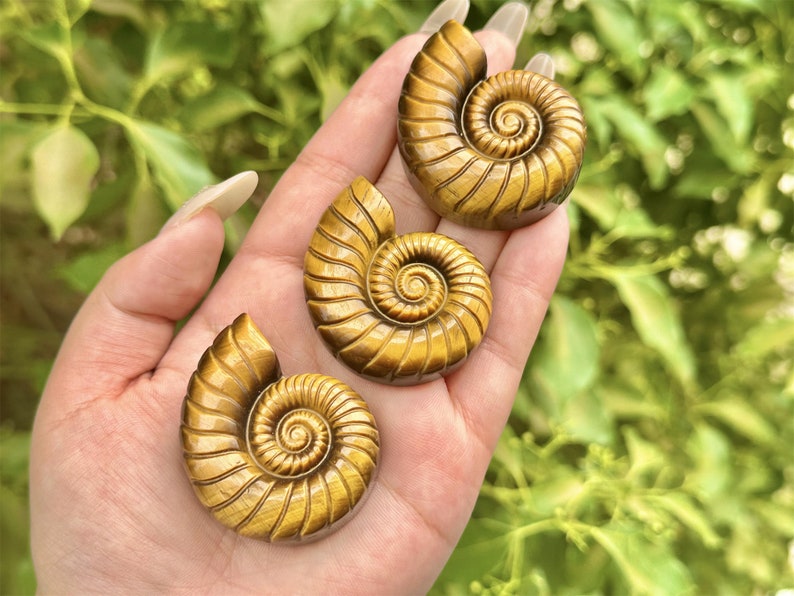 2'' Natural carved Tiger's Eye Spiral shell,Crystal whorl,Home Decor,Crystal Quartz,Crystal Specimen,Crystal healing,Crystal gifts 1PC