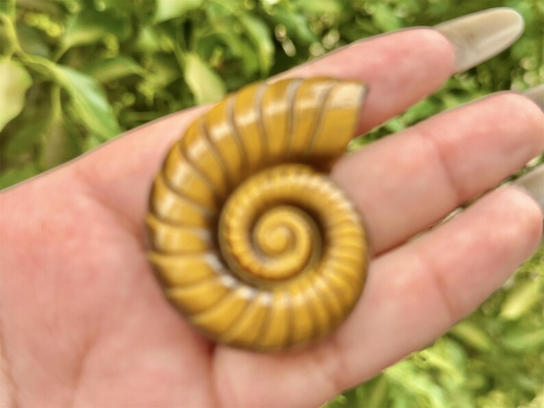 2'' Natural carved Tiger's Eye Stone Spiral shell,Crystal whorl,Home Decor,Crystal Quartz,Crystal Specimen,Crystal healing,Crystal gifts 1PC