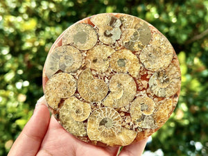100G+ Natural Ammonite Fossil shell Plate Disk +Free Stand，Conch，Home Decor，Ornaments，Spiral shell Fossil，Fossil specimens，Reiki healing 1PC
