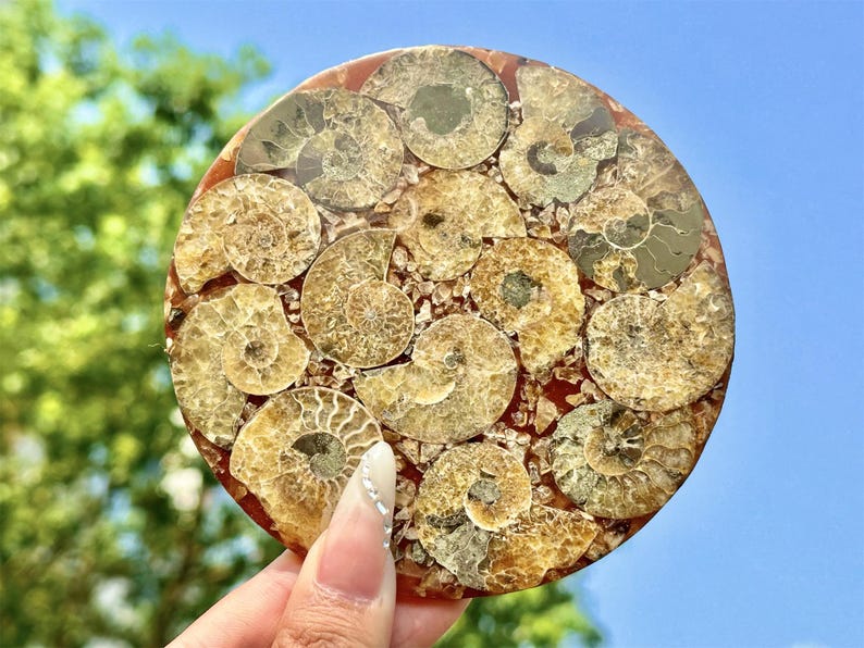 100G+ Natural Ammonite Fossil shell Plate Disk +Free Stand，Conch，Home Decor，Ornaments，Spiral shell Fossil，Fossil specimens，Reiki healing 1PC
