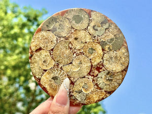 100G+ Natural Ammonite Fossil shell Plate Disk +Free Stand，Conch，Home Decor，Ornaments，Spiral shell Fossil，Fossil specimens，Reiki healing 1PC