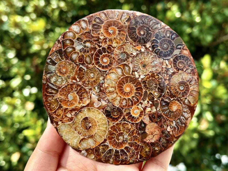100G+ Natural Ammonite Fossil shell Plate Disk +Free Stand，Conch，Home Decor，Ornaments，Spiral shell Fossil，Fossil specimens，Reiki healing 1PC