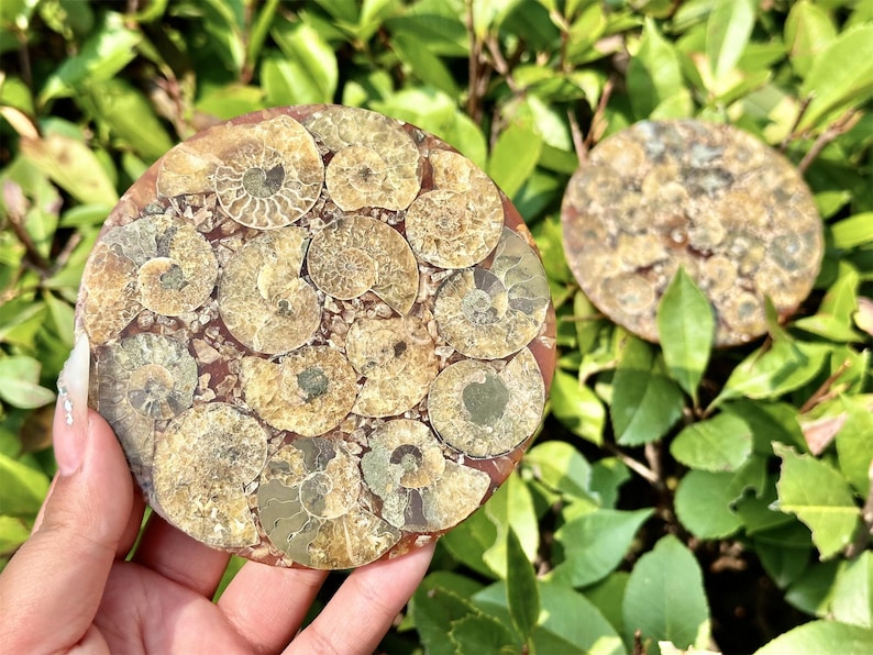 100G+ Natural Ammonite Fossil shell Plate Disk +Free Stand，Conch，Home Decor，Ornaments，Spiral shell Fossil，Fossil specimens，Reiki healing 1PC