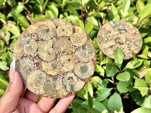 100G+ Natural Ammonite Fossil shell Plate Disk +Free Stand，Conch，Home Decor，Ornaments，Spiral shell Fossil，Fossil specimens，Reiki healing 1PC