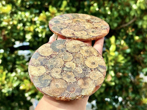 100G+ Natural Ammonite Fossil shell Plate Disk +Free Stand，Conch，Home Decor，Ornaments，Spiral shell Fossil，Fossil specimens，Reiki healing 1PC