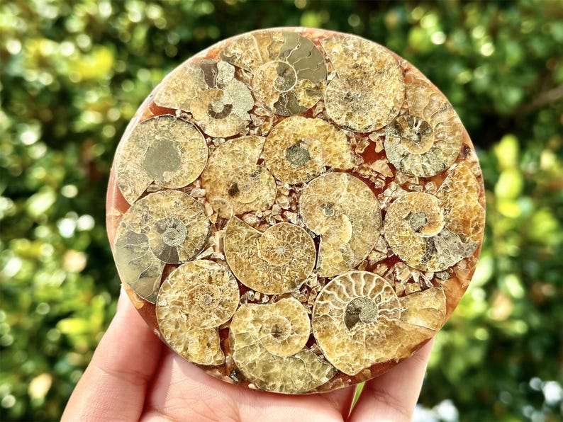 100G+ Natural Ammonite Fossil shell Plate Disk +Free Stand，Conch，Home Decor，Ornaments，Spiral shell Fossil，Fossil specimens，Reiki healing 1PC