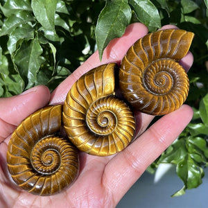 1.8" Natural Tiger's Eye Jasper Spiral Shell, Quartz Crystal Spiral Shell, Crystal Shell, Home Decoration, Reiki Healing, Crystal Gifts