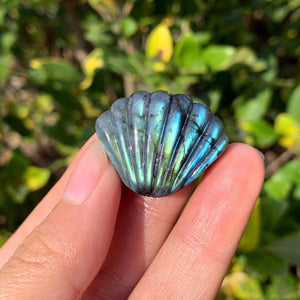 1.1" Natural Labradorite Shell,Quartz Shell,Crystal Shell Carving,Mineral Specimen,Home Decor,Reiki Healing,Crystal Gifts,Crystal chakra