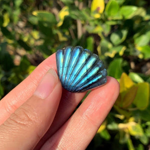 1.1" Natural Labradorite Shell,Quartz Shell,Crystal Shell Carving,Mineral Specimen,Home Decor,Reiki Healing,Crystal Gifts,Crystal chakra