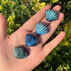 1.1" Natural Labradorite Shell,Quartz Shell,Crystal Shell Carving,Mineral Specimen,Home Decor,Reiki Healing,Crystal Gifts,Crystal chakra