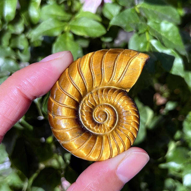 1.8" Natural Tiger's Eye Jasper Spiral Shell, Quartz Crystal Spiral Shell, Crystal Shell, Home Decoration, Reiki Healing, Crystal Gifts