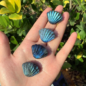 1.1" Natural Labradorite Shell,Quartz Shell,Crystal Shell Carving,Mineral Specimen,Home Decor,Reiki Healing,Crystal Gifts,Crystal chakra