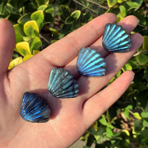 1.1" Natural Labradorite Shell,Quartz Shell,Crystal Shell Carving,Mineral Specimen,Home Decor,Reiki Healing,Crystal Gifts,Crystal chakra