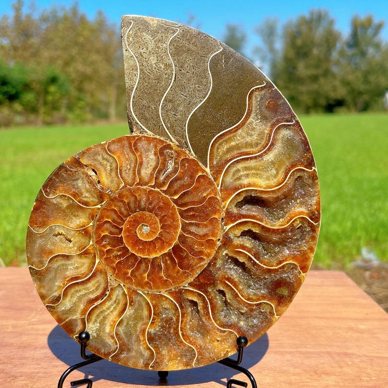 600g+ Natural Rare Ammonite Fossil Conch,Quartz Crystal Fossil,Fossil Specimen,Crystal Gifts,Reiki Heal,From Madagascar,Crystal Heal
