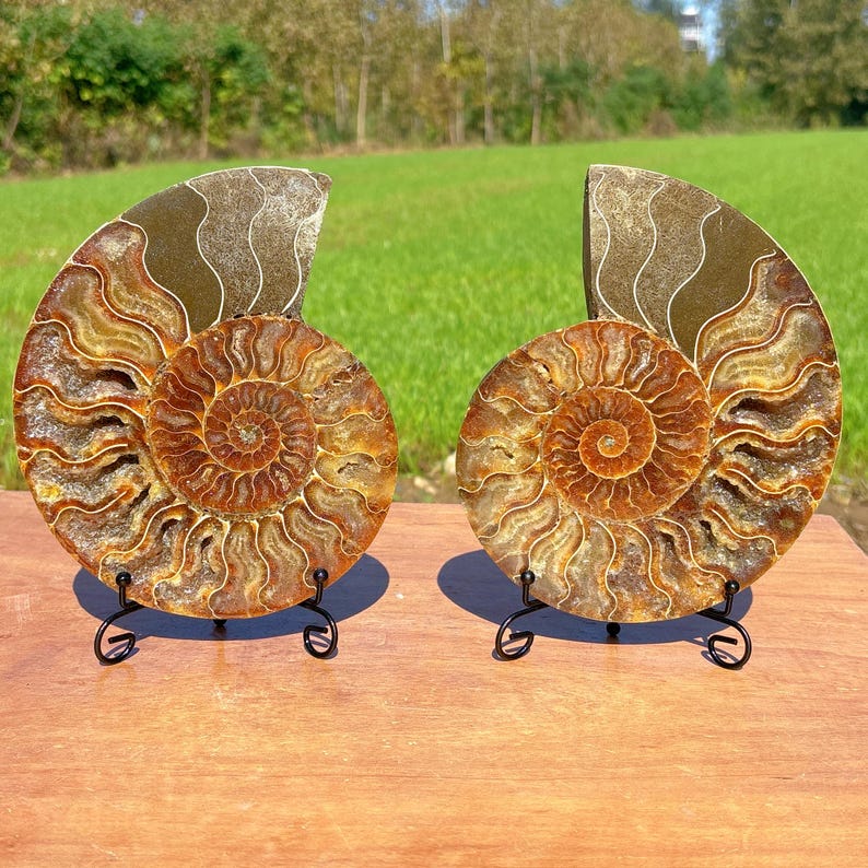 600g+ Natural Rare Ammonite Fossil Conch,Quartz Crystal Fossil,Fossil Specimen,Crystal Gifts,Reiki Heal,From Madagascar,Crystal Heal