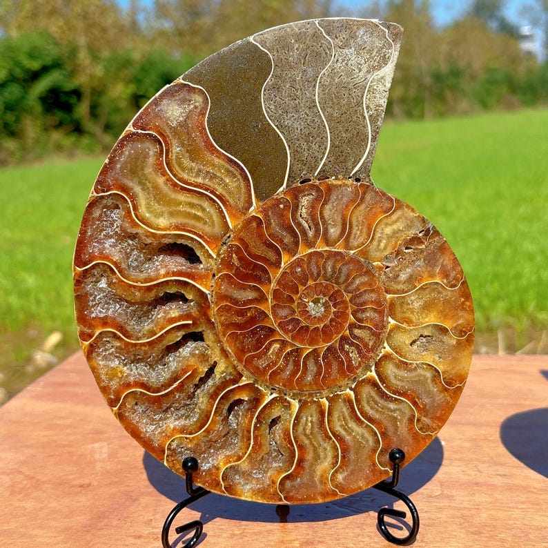 600g+ Natural Rare Ammonite Fossil Conch,Quartz Crystal Fossil,Fossil Specimen,Crystal Gifts,Reiki Heal,From Madagascar,Crystal Heal