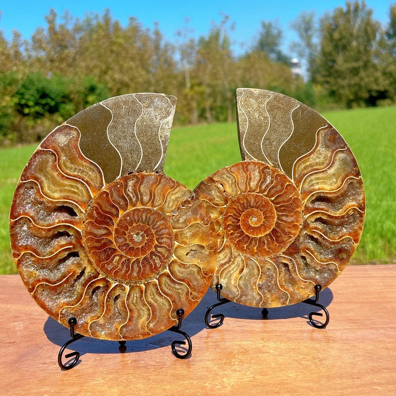 600g+ Natural Rare Ammonite Fossil Conch,Quartz Crystal Fossil,Fossil Specimen,Crystal Gifts,Reiki Heal,From Madagascar,Crystal Heal