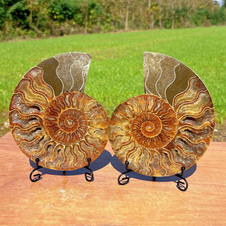 600g+ Natural Rare Ammonite Fossil Conch,Quartz Crystal Fossil,Fossil Specimen,Crystal Gifts,Reiki Heal,From Madagascar,Crystal Heal