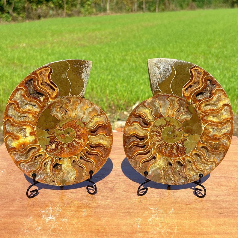 600g+ Natural Rare Ammonite Fossil Conch,Quartz Crystal Fossil,Fossil Specimen,Crystal Gifts,Reiki Heal,From Madagascar,Crystal Heal