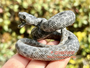 2.8" Natural Money stone Hand Carved Snake,Crystal quartz Skull,Snake Carving,Energy crystal,Reiki healing,Home Decor,Crystal gifts 1PC