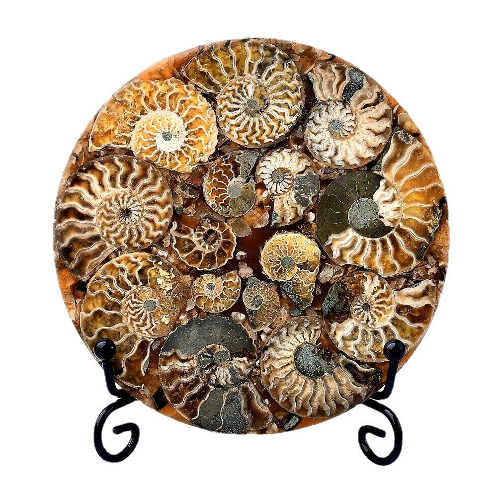 Ammonite Fossil Shell Plate Ring Conch with Free Stand Ammonite Fossil Circle