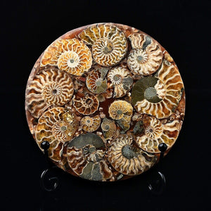 Ammonite Fossil Shell Plate Ring Conch with Free Stand Ammonite Fossil Circle