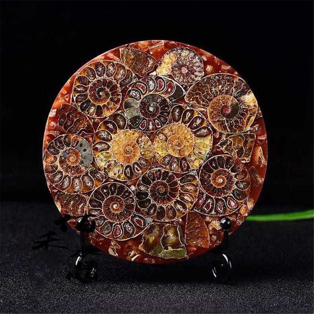 Ammonite Fossil Shell Plate Ring Conch with Free Stand Ammonite Fossil Circle